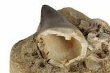 2.45" Mosasaur (Prognathodon) Tooth and Fish Vertebrae - Morocco - #192498-2